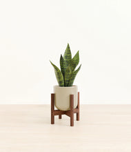 Load image into Gallery viewer, Sage Green stand:walnut