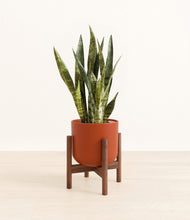 Load image into Gallery viewer, Earth Red stand:walnut