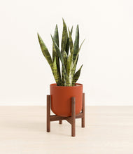 Load image into Gallery viewer, Earth Red stand:walnut