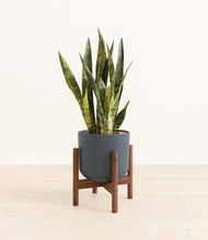 Load image into Gallery viewer, Iron Gray stand:walnut