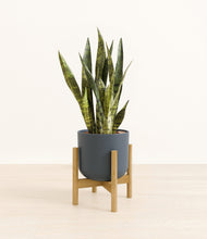 Load image into Gallery viewer, Iron Gray stand:bamboo