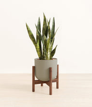 Load image into Gallery viewer, Sage Green stand:walnut