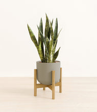 Load image into Gallery viewer, Sage Green stand:bamboo