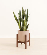 Load image into Gallery viewer, Sandy Pink stand:walnut