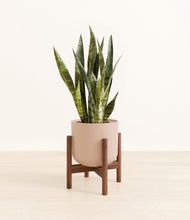 Load image into Gallery viewer, Sandy Pink stand:walnut