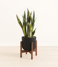 Load image into Gallery viewer, Stone Black stand:walnut