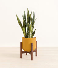 Load image into Gallery viewer, Sunset Orange stand:walnut