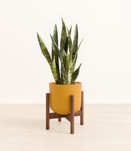 Load image into Gallery viewer, Sunset Orange stand:walnut