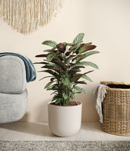 Load image into Gallery viewer, Natural Bamboo