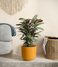 Load image into Gallery viewer, Sunset Orange