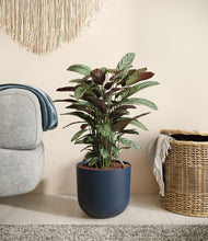 Load image into Gallery viewer, -