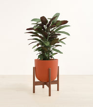 Load image into Gallery viewer, Earth Red stand:walnut