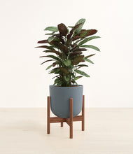 Load image into Gallery viewer, Iron Gray stand:walnut