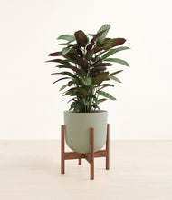 Load image into Gallery viewer, Sage Green stand:walnut