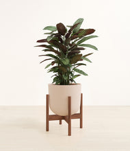 Load image into Gallery viewer, Sandy Pink stand:walnut