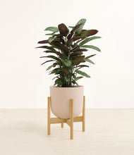 Load image into Gallery viewer, Sandy Pink stand:bamboo