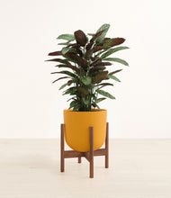 Load image into Gallery viewer, Sunset Orange stand:walnut