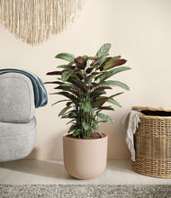 Load image into Gallery viewer, Sandy Pink