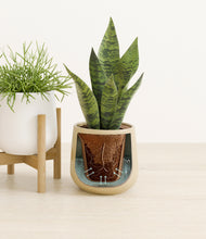 Load image into Gallery viewer, Sandy