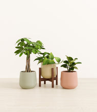 Load image into Gallery viewer, Lily Pad stand:one_stand