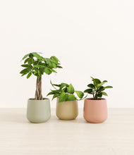 Load image into Gallery viewer, Lily Pad*****Profile