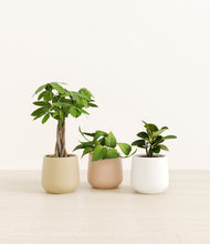 Load image into Gallery viewer, Sandy*****Profile