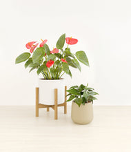 Load image into Gallery viewer, Buttercream stand:one_stand