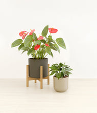 Load image into Gallery viewer, Forest Moss stand:one_stand