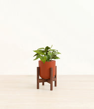 Load image into Gallery viewer, Earth Red stand:walnut