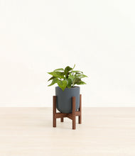 Load image into Gallery viewer, Iron Gray stand:walnut
