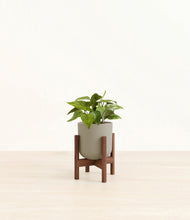 Load image into Gallery viewer, Sage Green stand:walnut