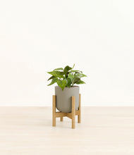 Load image into Gallery viewer, Sage Green stand:bamboo