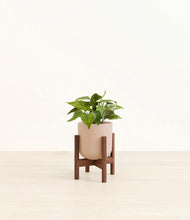 Load image into Gallery viewer, Sandy Pink stand:walnut