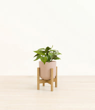 Load image into Gallery viewer, Sandy Pink stand:bamboo