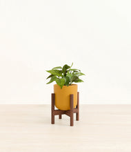 Load image into Gallery viewer, Sunset Orange stand:walnut