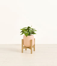 Load image into Gallery viewer, Gentle Pink stand:bamboo