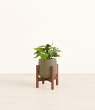 Load image into Gallery viewer, Olive stand:walnut