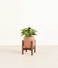 Load image into Gallery viewer, Calm Rose stand:walnut