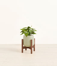 Load image into Gallery viewer, Turquoise stand:walnut