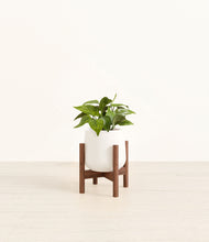 Load image into Gallery viewer, White stand:walnut