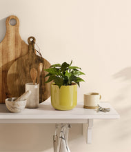 Load image into Gallery viewer, Key Lime Yellow