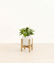Load image into Gallery viewer, Cotton White stand:bamboo