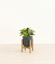Load image into Gallery viewer, Iron Gray stand:bamboo