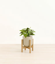 Load image into Gallery viewer, Sage Green stand:bamboo