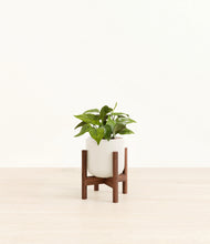 Load image into Gallery viewer, Cotton White stand:walnut