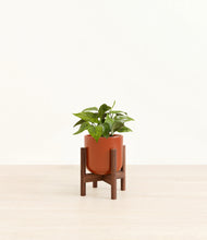 Load image into Gallery viewer, Glossy Red stand:walnut