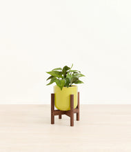 Load image into Gallery viewer, Key Lime Yellow stand:walnut