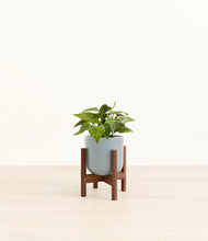 Load image into Gallery viewer, Misty Blue stand:walnut
