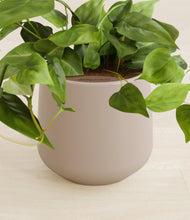 Load image into Gallery viewer, Eternal Gray stand:all