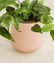 Load image into Gallery viewer, Gentle Pink stand:all